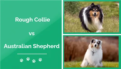 Rough Collie vs Australian Shepherd: The Differences (Med bilder)