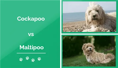 Cockapoo vs M altipoo: ความแตกต่าง (พร้อมรูปภาพ)