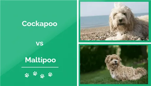 Cockapoo vs M altipoo: atšķirības (ar attēliem)