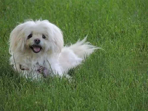 Havaton (Havanese & Coton de Tulear Mix): Attēli, ceļvedis, informācija, aprūpe & Vairāk