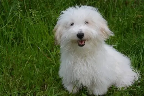 Coton de Tulear hundrasguide: Info, bilder, skötsel & Mer