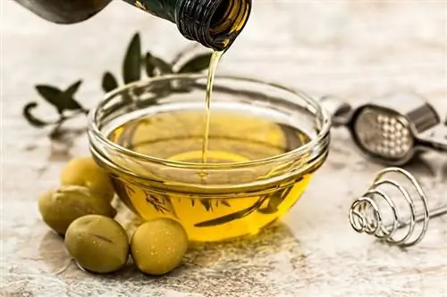 Voivatko koirat syödä oliiviöljyä? Eläinlääkärin vastaus