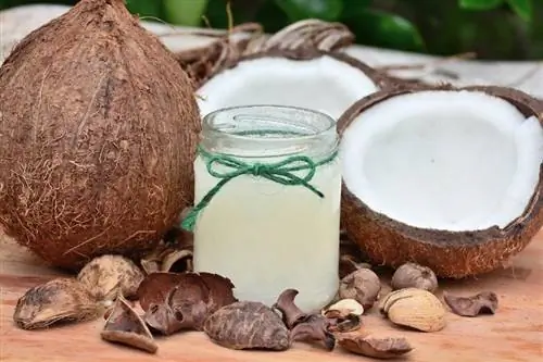 Puteți pune ulei de cocos în mâncarea pentru câini? Fapte aprobate de veterinar & Întrebări frecvente