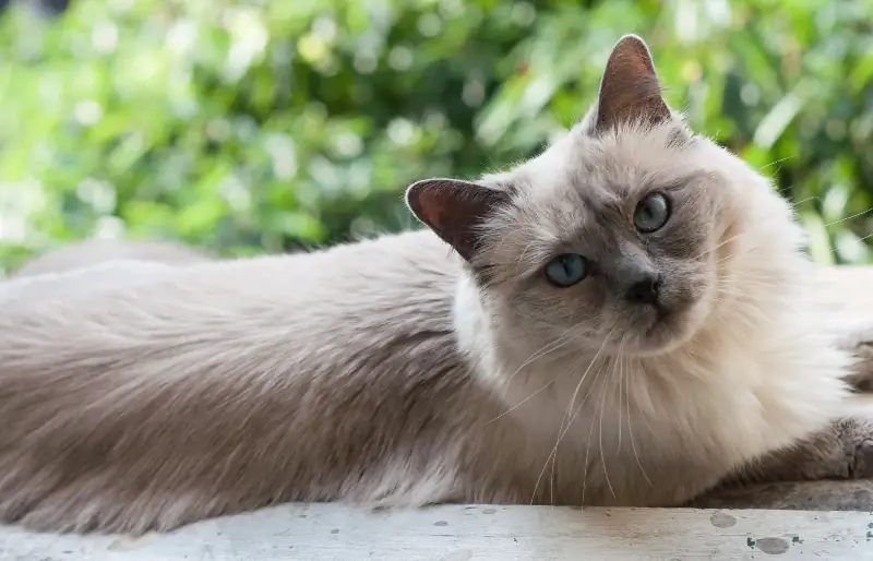 Campuran Kucing Ragdoll Siam: Gambar, Panduan Perawatan, Temperamen, & Sifat
