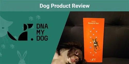 DNA My Dog Ras ID Toets Review 2023: Is dit 'n goeie waarde?