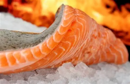هل يمكن للكلاب أن تأكل سمك السلمون النيء؟ حقائق غذائية معتمدة من الطبيب البيطري & نصيحة