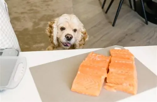 Храната за кучета със сьомга добра ли е за кучета? Употреби, ползи & Съображения