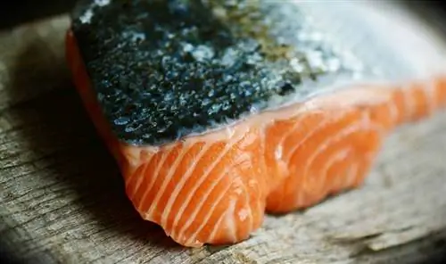 Paano Magluto ng Salmon para sa Mga Aso: Mga Recipe at Ano ang Dapat Malaman