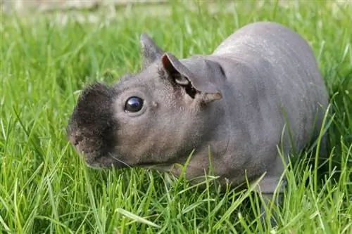 Walang Buhok na Guinea Pig (Payat): Impormasyon, Mga Larawan, Katotohanan & Gabay sa Pangangalaga