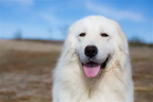 מדריך גזע כלב צאן מרמה: מידע, תמונות, טיפול & עוד