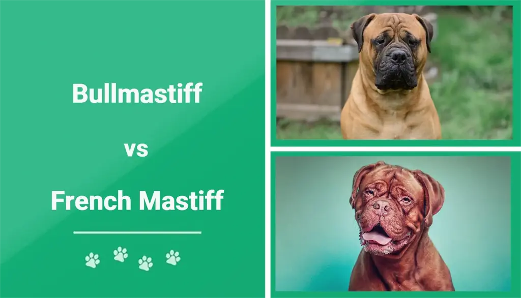Bulmastif verzus francúzsky mastif: Vizuálne rozdiely & Prehľad (s obrázkami)