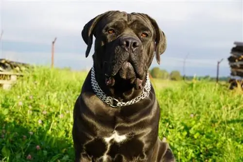 12 fapte surprinzătoare despre Mastiff Englez: Ghid aprobat de veterinar