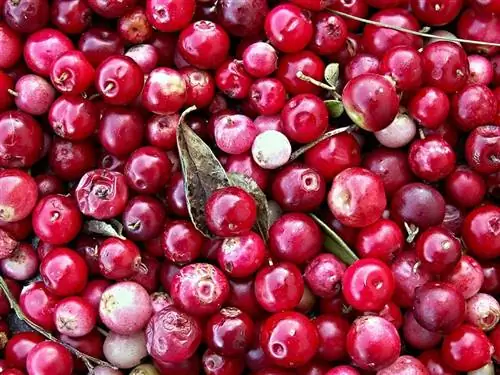 Maaari bang Kumain ng Cranberry ang Mga Pusa Bilang Panggagamot? Mga Katotohanan & FAQ