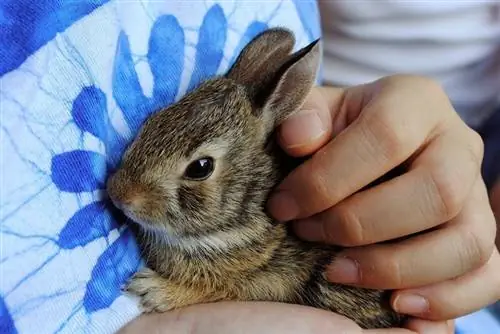 Jak se spojit se svým králíkem: 12 vědecky podložených způsobů