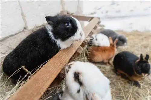 10 beste stapelbare konijnenhokken in 2023 – Recensies & Topkeuzes