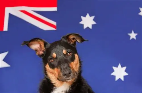 10 سلالات الكلاب الأسترالية (بالصور)