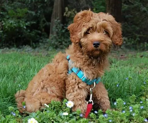 Hvor mye koster australske Labradoodles i 2023? Fakta & FAQ