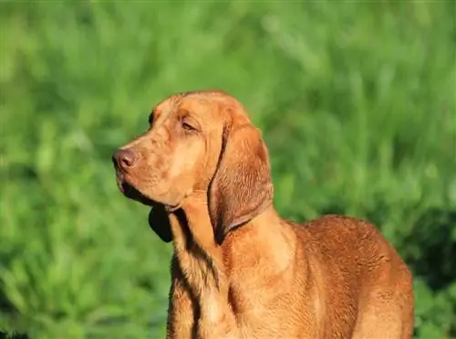 Vodič o pasmini pasa crvenokostog coonhounda: informacije, slike, njega & Više