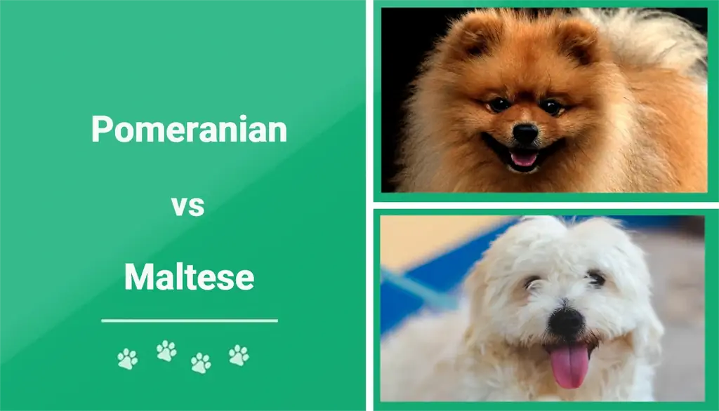 كلب صغير طويل الشعر مقابل المالطية: شرح الاختلافات الرئيسية (بالصور)