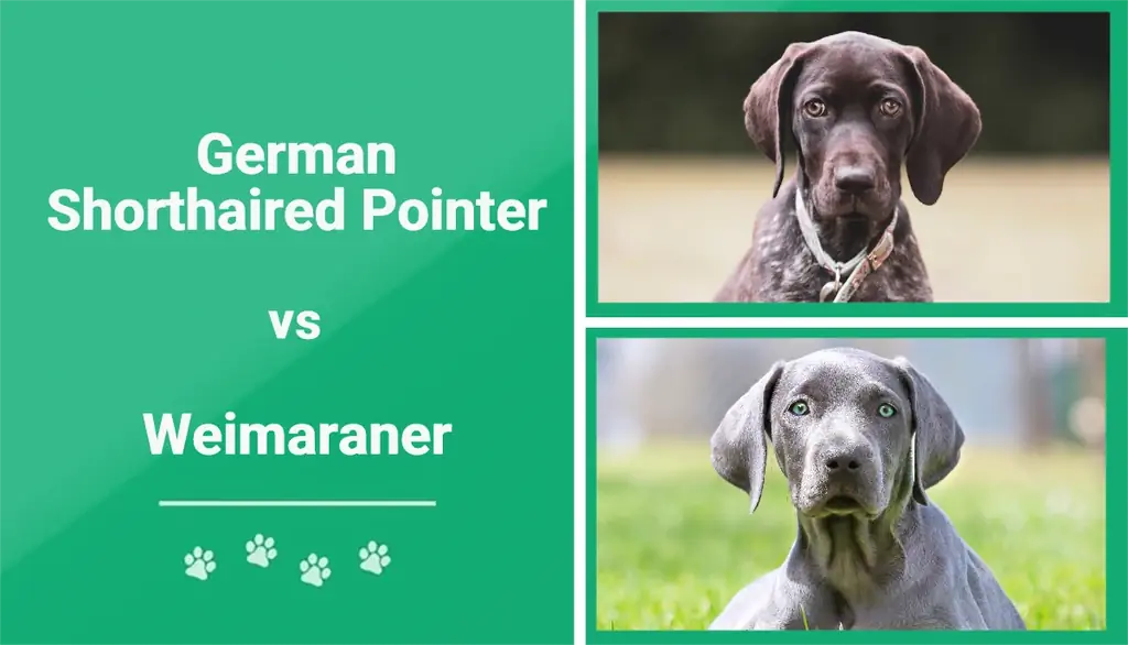German Shorthaired Pointer vs Weimaraner: อธิบายความแตกต่าง (พร้อมรูปภาพ)