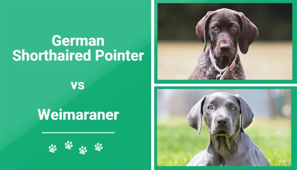 Punter alemany de pèl curt vs Weimaraner: diferències explicades (amb imatges)