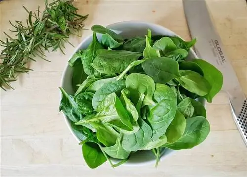 Maaari Bang Kumain ng Spinach ang Hamsters? Mga Katotohanan & FAQ