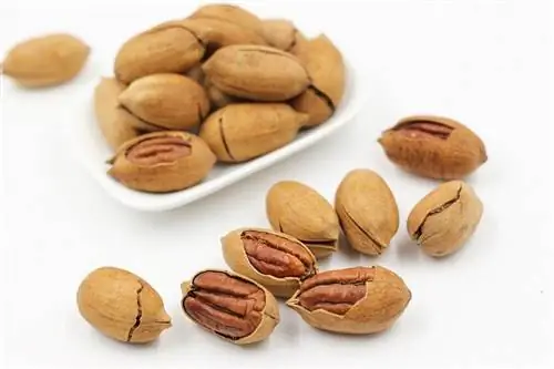 Puas tuaj yeem Hamsters Noj Pecans? Facts & FAQ