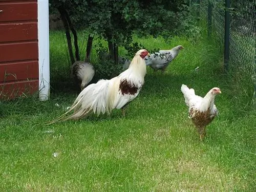 Yokohama Chicken: Mga Katotohanan, Mga Larawan, Mga Katangian & Gabay sa Pangangalaga