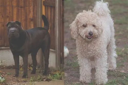 Shar-Poo (Shar-Pei & Poodle Mix): Fotos, Guia, Informações, Cuidados & Mais