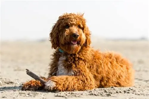 Իռլանդական Խզբզոց (Irish Setter & Poodle Mix) Dog Breed: Pictures, Info, Care Guide & Traits