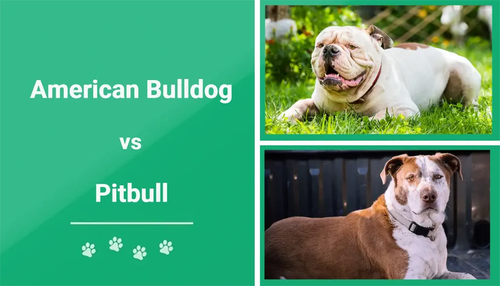 American Bulldog vs Pitbull: Qhov txawv ntawm qhov tseem ceeb (nrog duab)