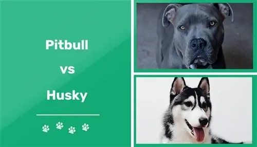 Pitbull vs. Husky: Qhov txawv txawv (nrog duab)