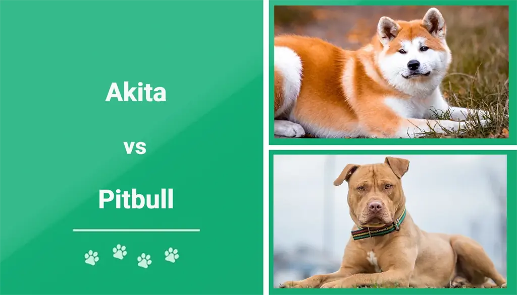 Akita vs. Pitbull: Qhov txawv (nrog duab)