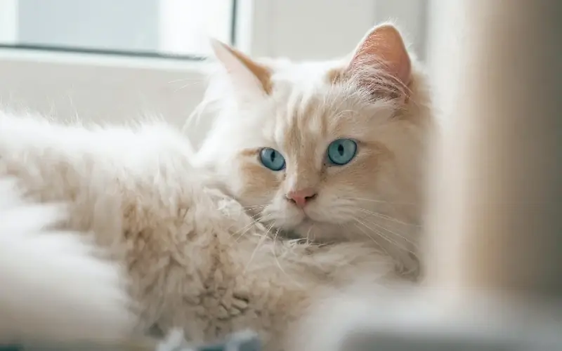 Ragdoll Kedi Fiyatı: (2023 Maliyet Dağılımı)