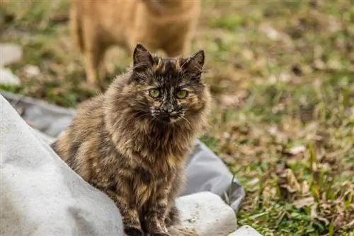 Szylkretowy kot perski: zdjęcia, fakty, pochodzenie & Historia