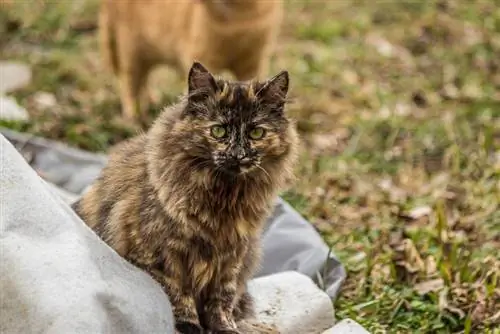 Tortoiseshell Persian Cat: Duab, Qhov Tseeb, Keeb Kwm & Keeb Kwm