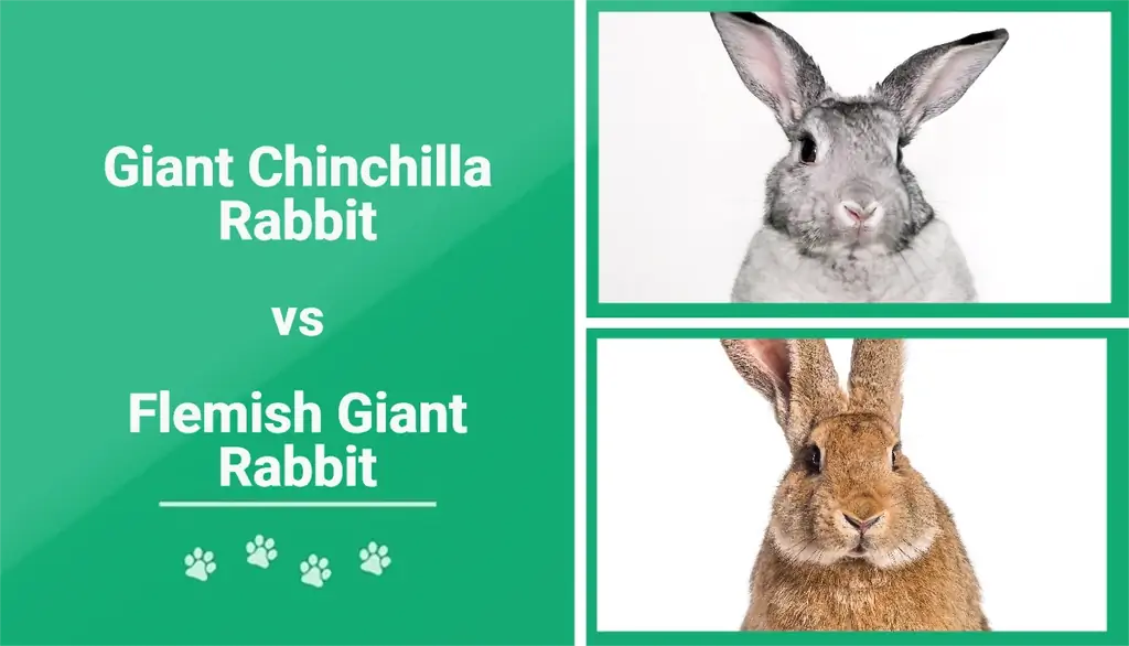 Lapin chinchilla géant contre lapin géant flamand : quelle est la différence ? (Avec des photos)