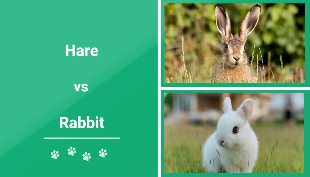 Hare vs. Luav: Qhov txawv (nrog duab)
