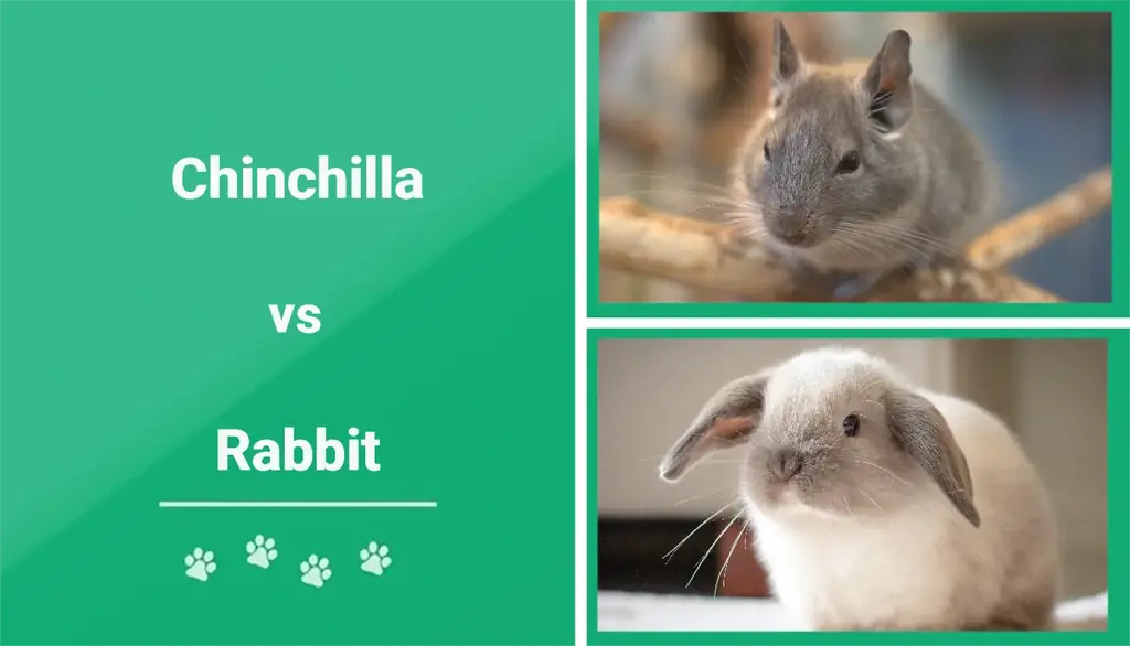 Chinchilla εναντίον Rabbit: Ποιο κατοικίδιο είναι το καλύτερο για εσάς; (Με εικόνες)