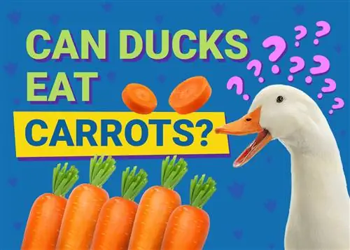 क्या बत्तखें गाजर खा सकती हैं? आपको क्या जानने की आवश्यकता है