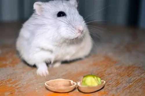 Hamsterlar Antep Fıstığı Yiyebilir mi? Gerçekler & SSS