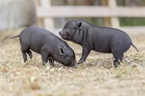 Teacup Pigs ምን ያህል ትልቅ ያገኛሉ? አማካይ ክብደት & የእድገት ገበታ