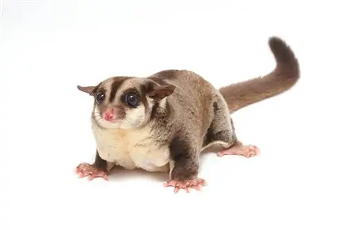 100+ imen Sugar Glider: Ideje za čudovite mini oposume