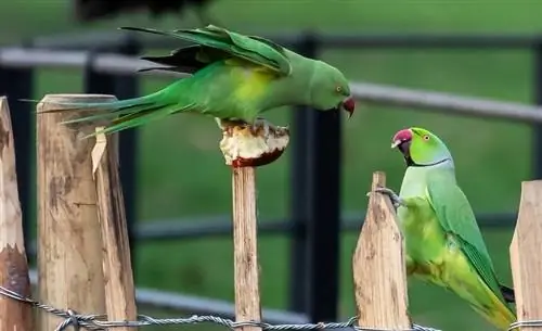 10 zvokov parakeeta & njihov pomen (z zvokom)