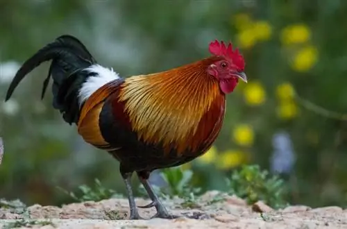 7 nejagresivnějších kuřecích & plemen kohoutů (s obrázky)