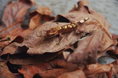 Com triar la mida d'hàbitat adequada per a un gecko crestat: una guia