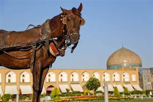 7 İran Atı Cinsi (Resimlerle)