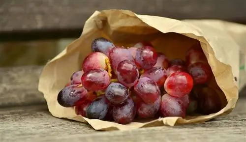 Kas hamstrid saavad viinamarju süüa? Faktid & KKK