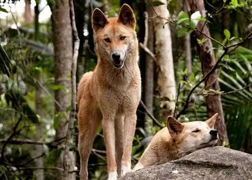 Dingoes são bons animais de estimação? Tudo o que você precisa saber