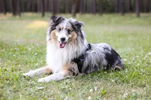 Blue Merle Sheltie: slike, činjenice, & Istorija